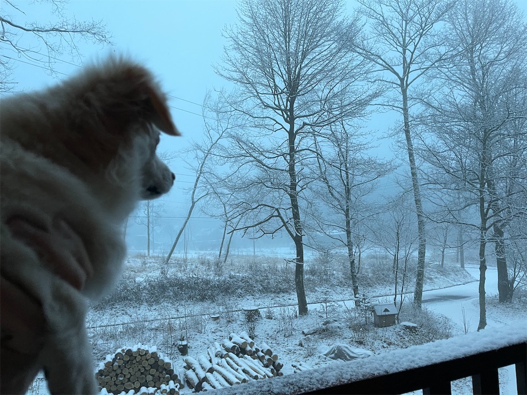 f:id:captaindog082:20201228071949j:image