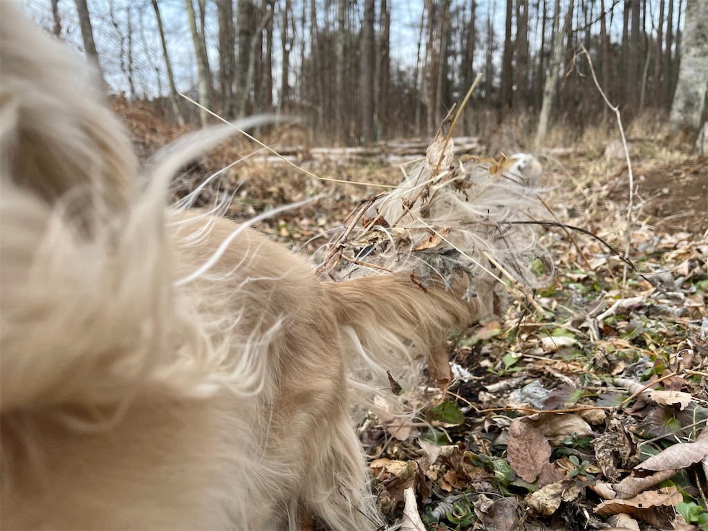 f:id:captaindog082:20201229203330j:image