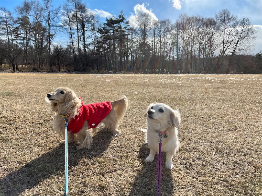 f:id:captaindog082:20210102154844j:image