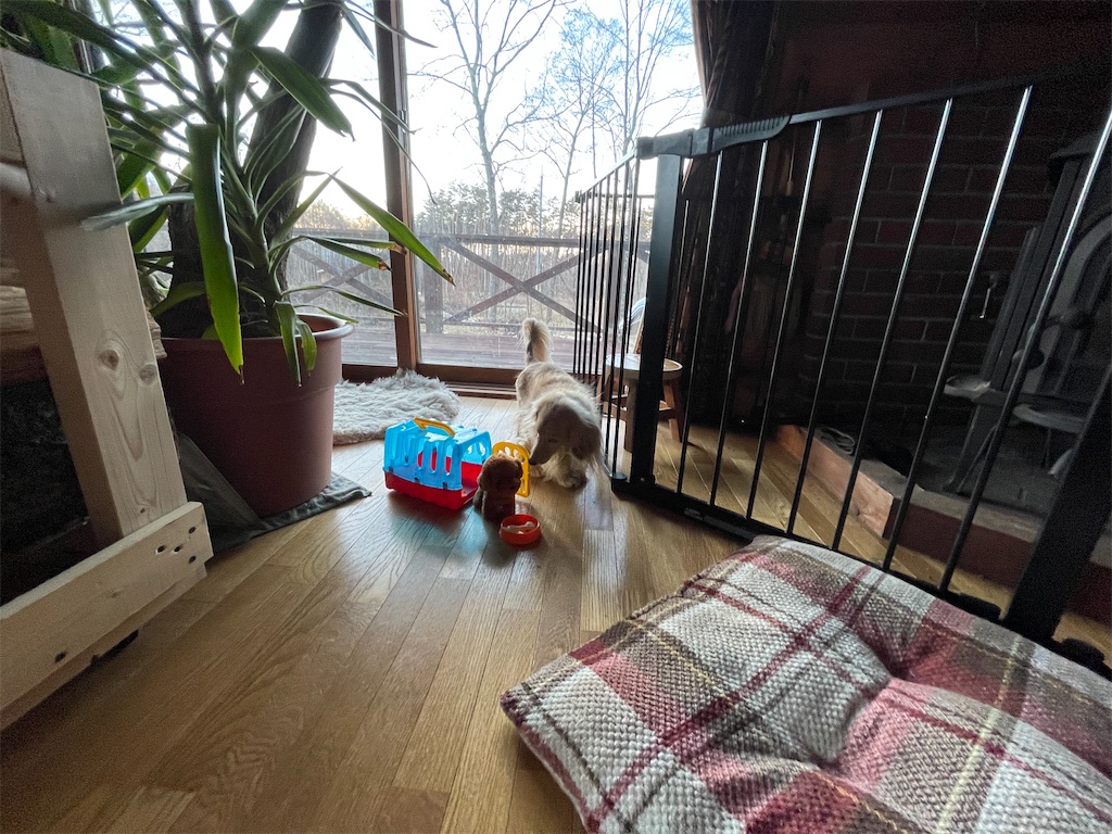 f:id:captaindog082:20210102171103j:image