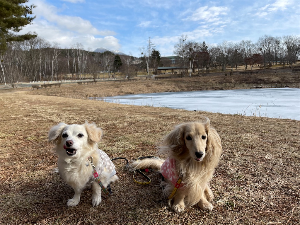 f:id:captaindog082:20210105153131j:image