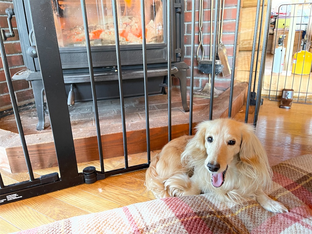 f:id:captaindog082:20210106110107j:image