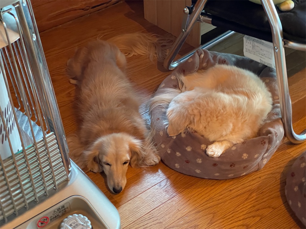 f:id:captaindog082:20210113083255j:image