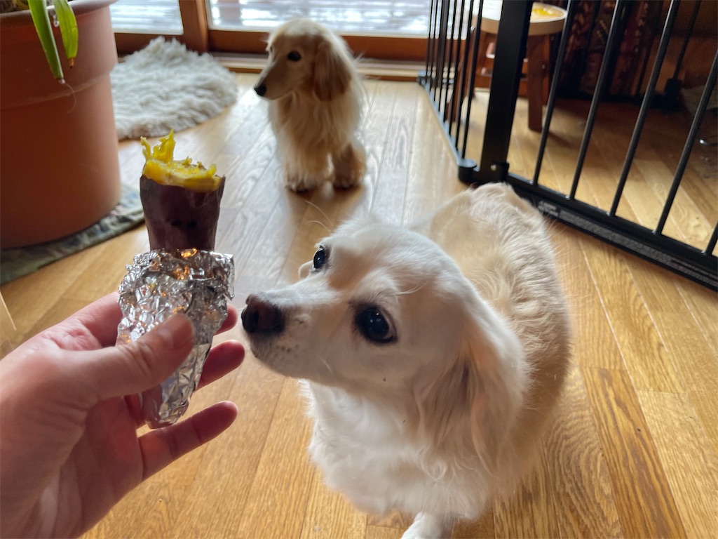 f:id:captaindog082:20210116144816j:image