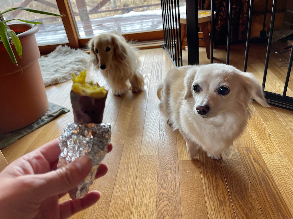 f:id:captaindog082:20210116144826j:image