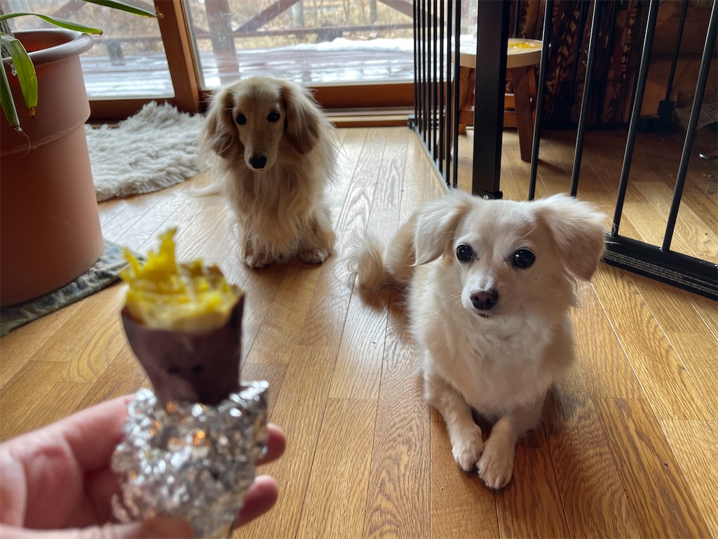 f:id:captaindog082:20210116144834j:image