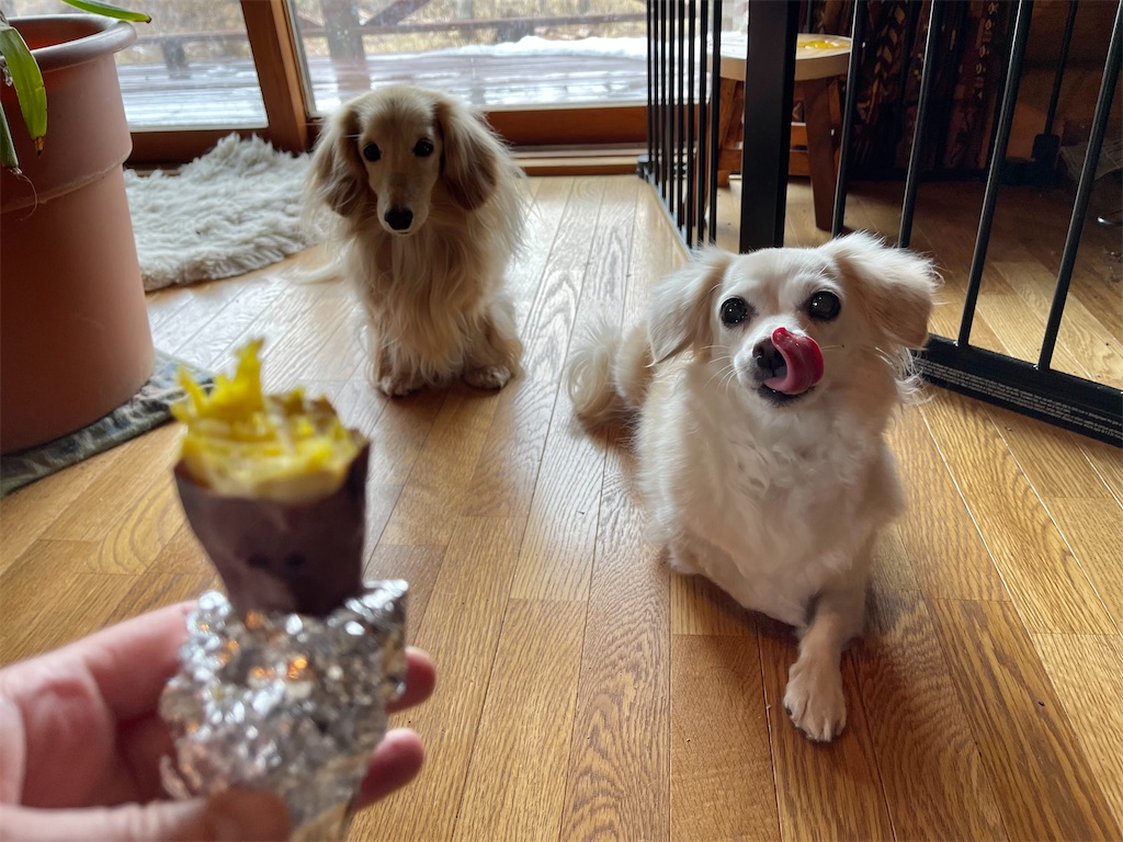 f:id:captaindog082:20210116144837j:image