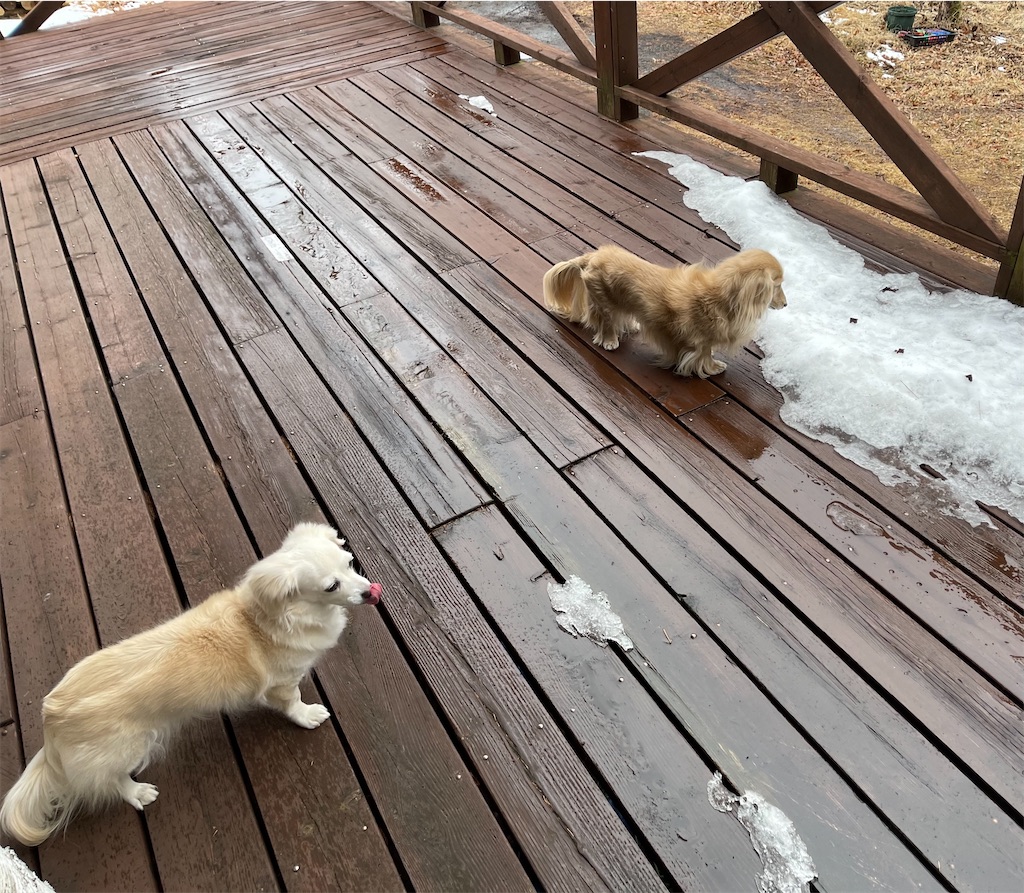 f:id:captaindog082:20210116212854j:image