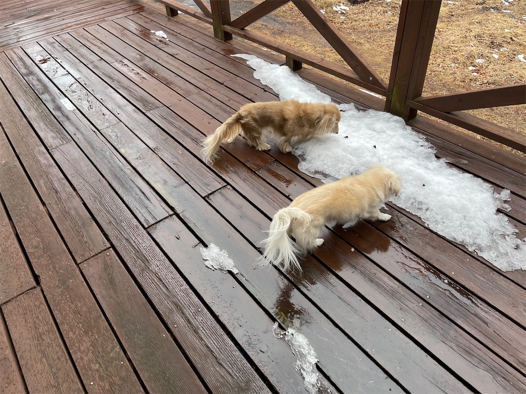 f:id:captaindog082:20210116212917j:image