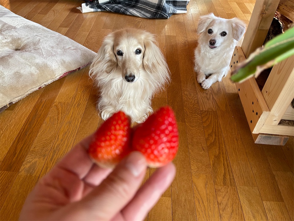 f:id:captaindog082:20210117170250j:image