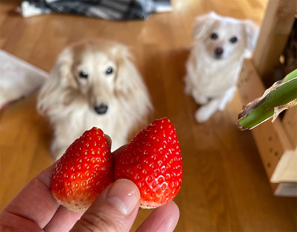 f:id:captaindog082:20210117170254j:image