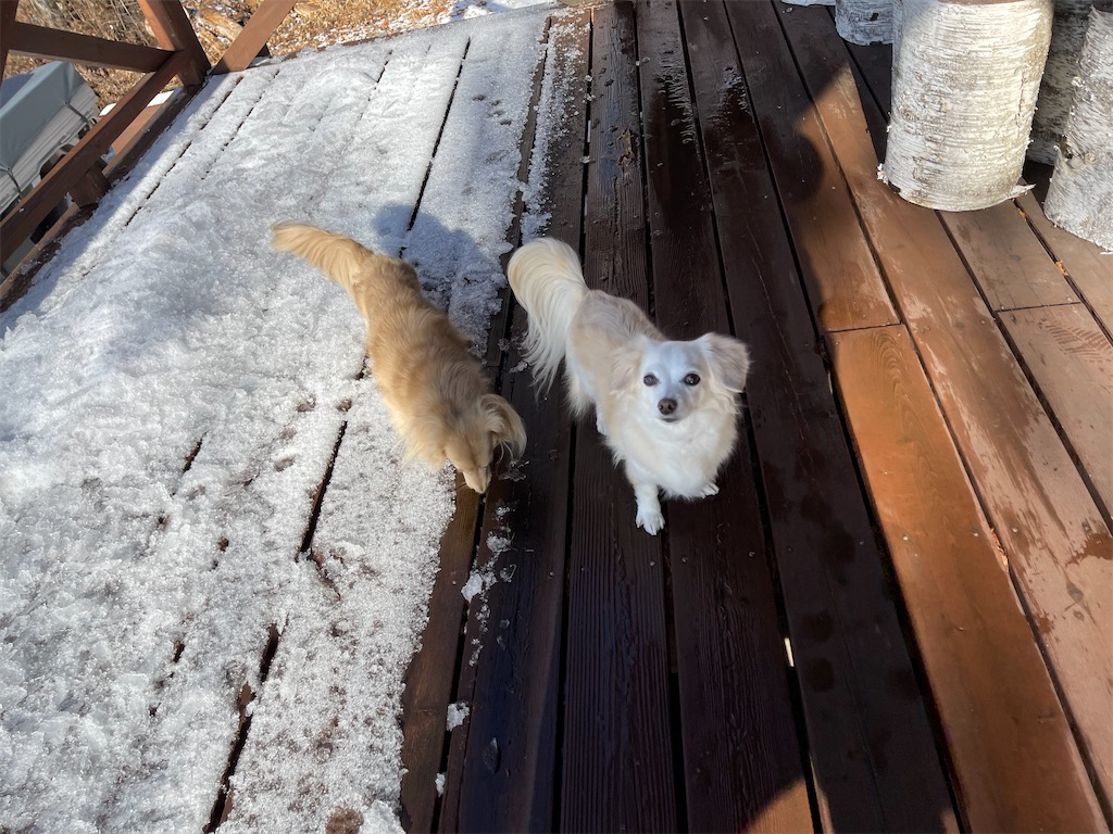 f:id:captaindog082:20210117180545j:image