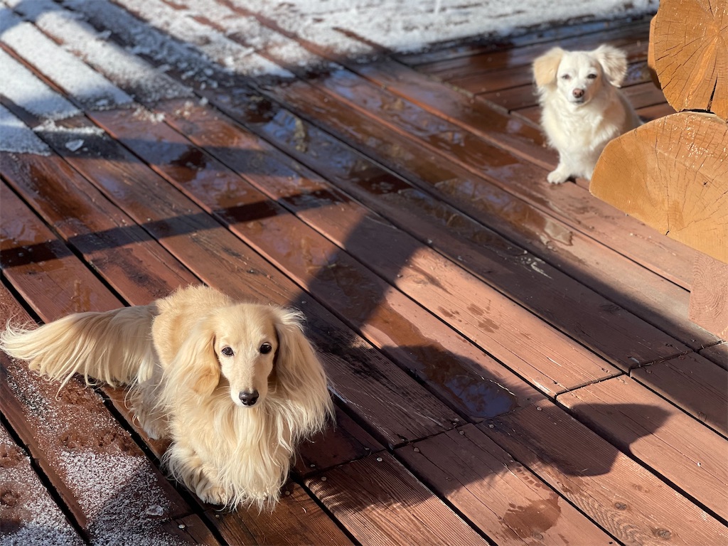 f:id:captaindog082:20210117180611j:image