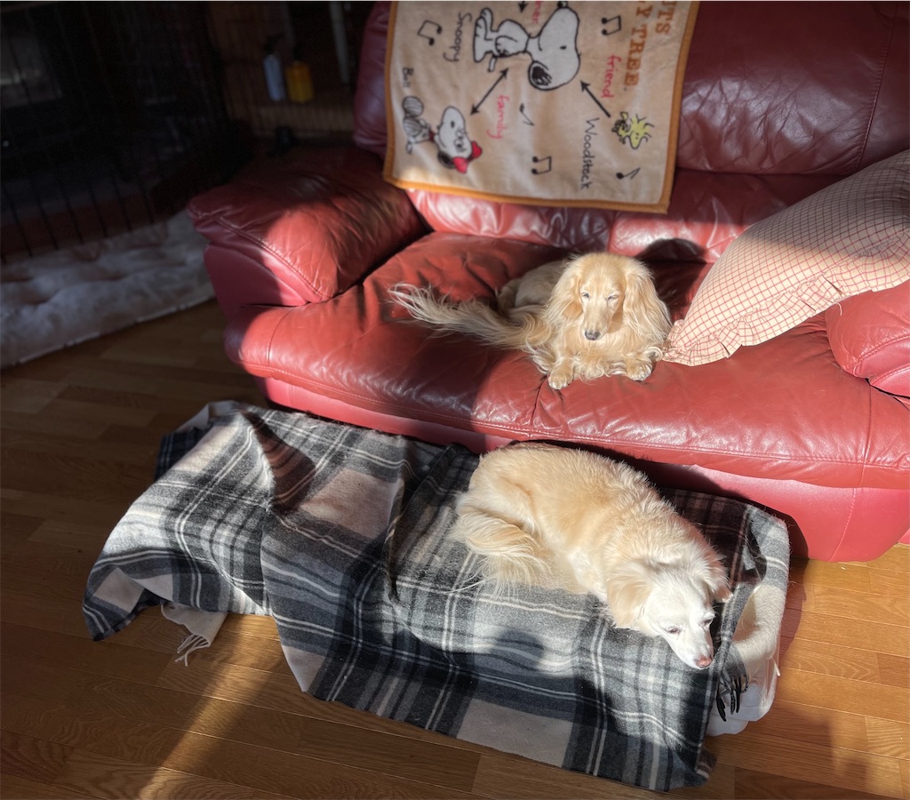 f:id:captaindog082:20210118152636j:image