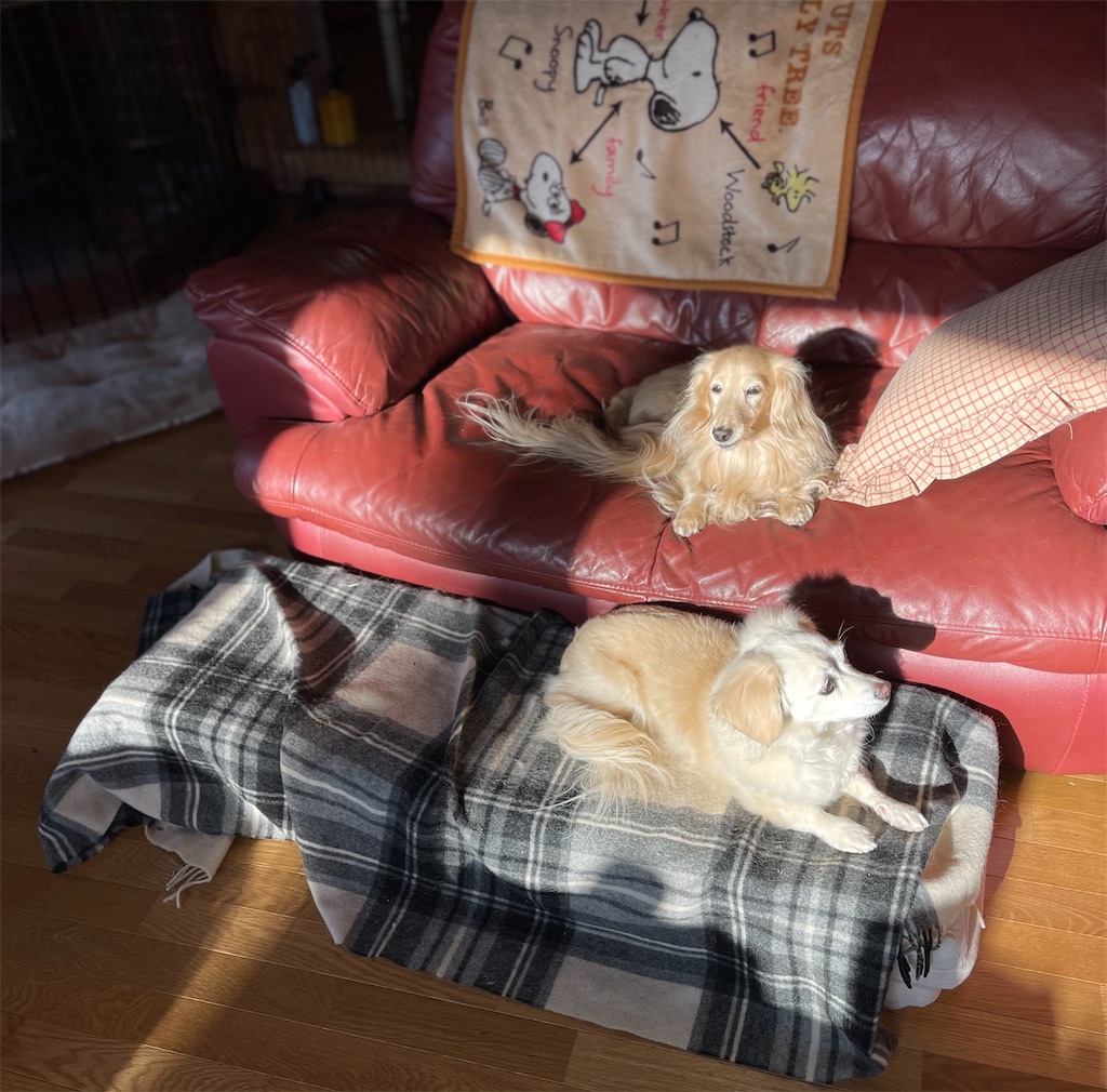 f:id:captaindog082:20210118152640j:image