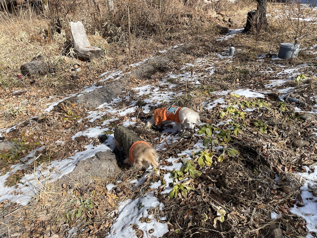 f:id:captaindog082:20210119161237j:image