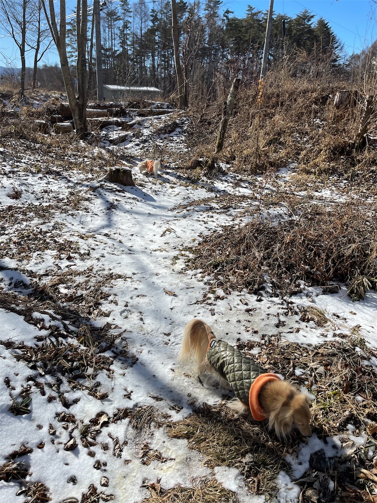 f:id:captaindog082:20210119161246j:image