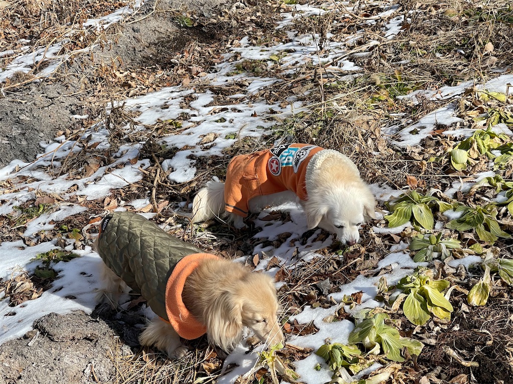 f:id:captaindog082:20210119161253j:image