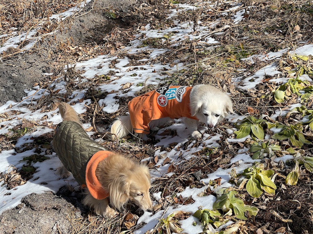 f:id:captaindog082:20210119161259j:image