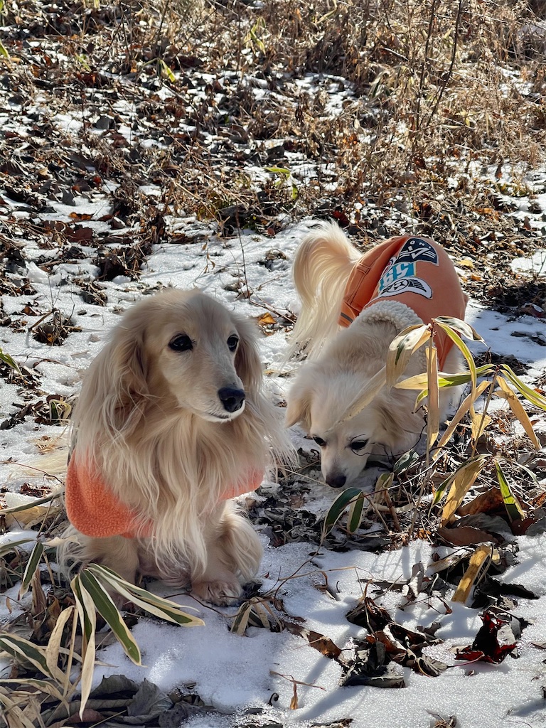 f:id:captaindog082:20210119161320j:image