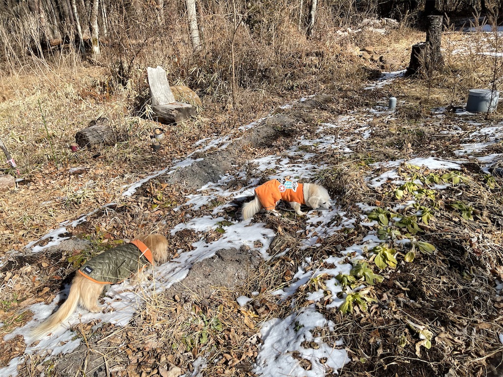 f:id:captaindog082:20210119161410j:image