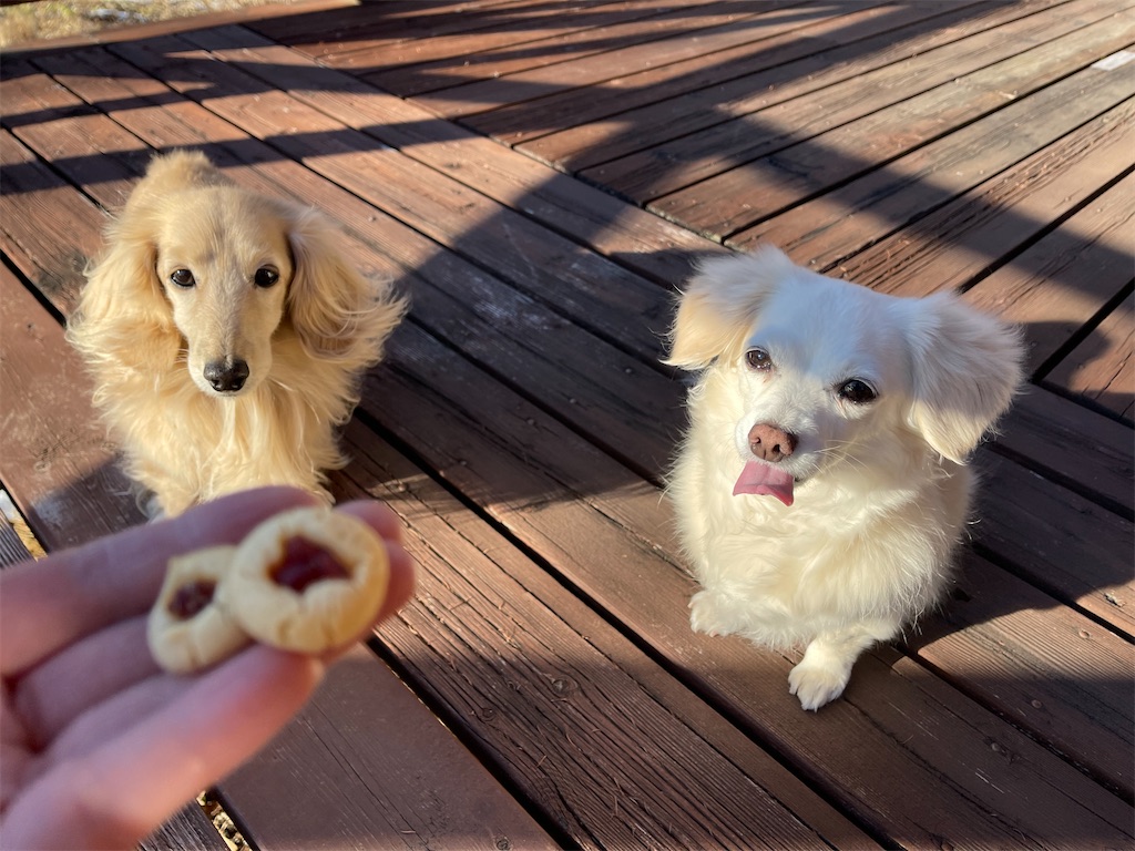 f:id:captaindog082:20210120210912j:image