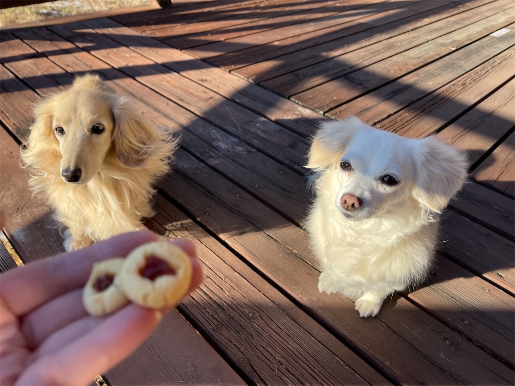 f:id:captaindog082:20210120210915j:image