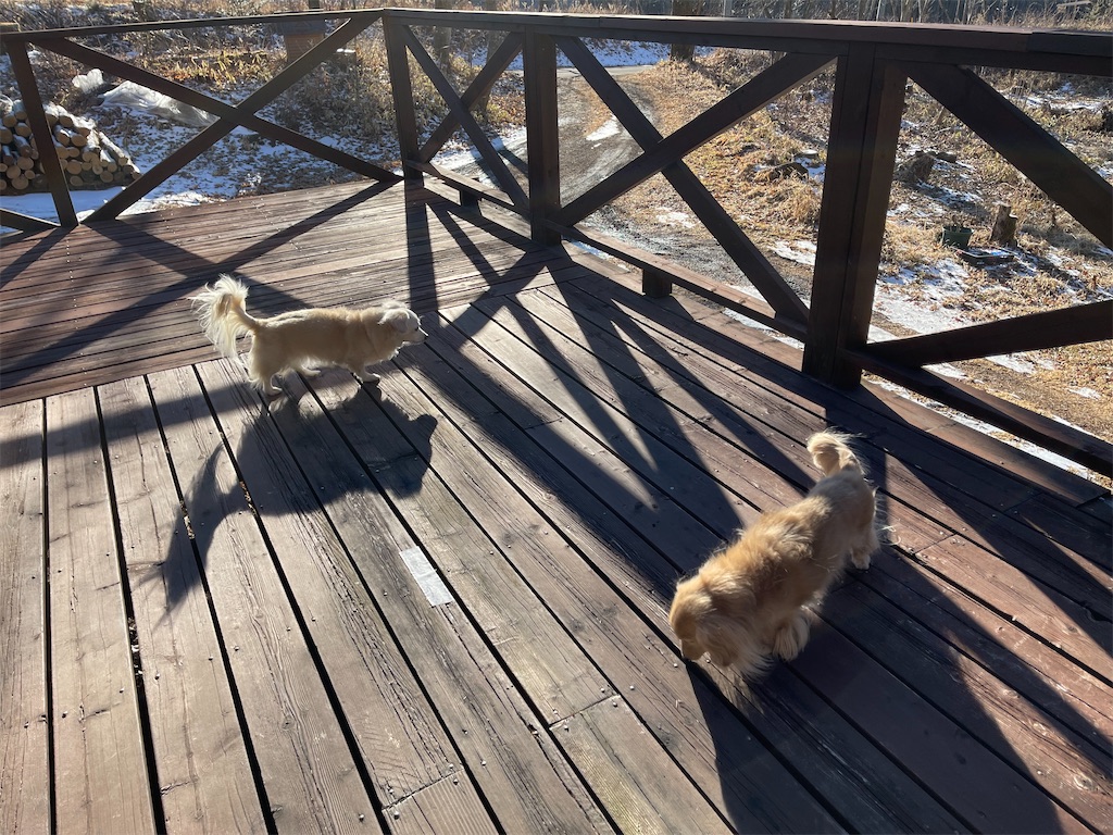 f:id:captaindog082:20210120210930j:image