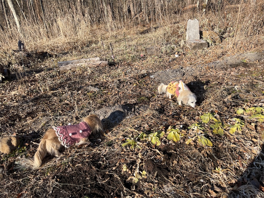 f:id:captaindog082:20210121164323j:image