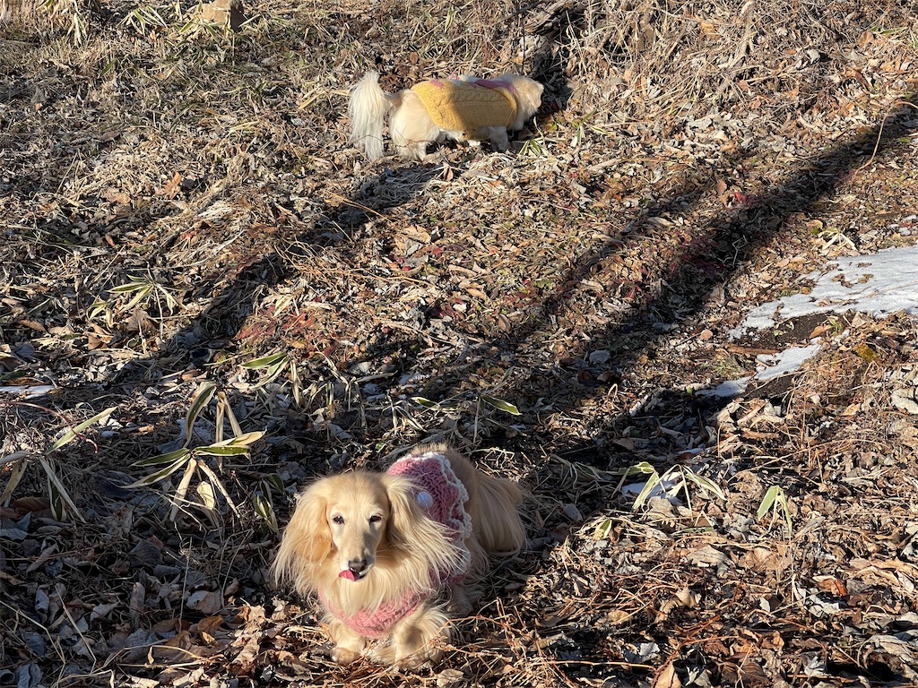 f:id:captaindog082:20210121164327j:image