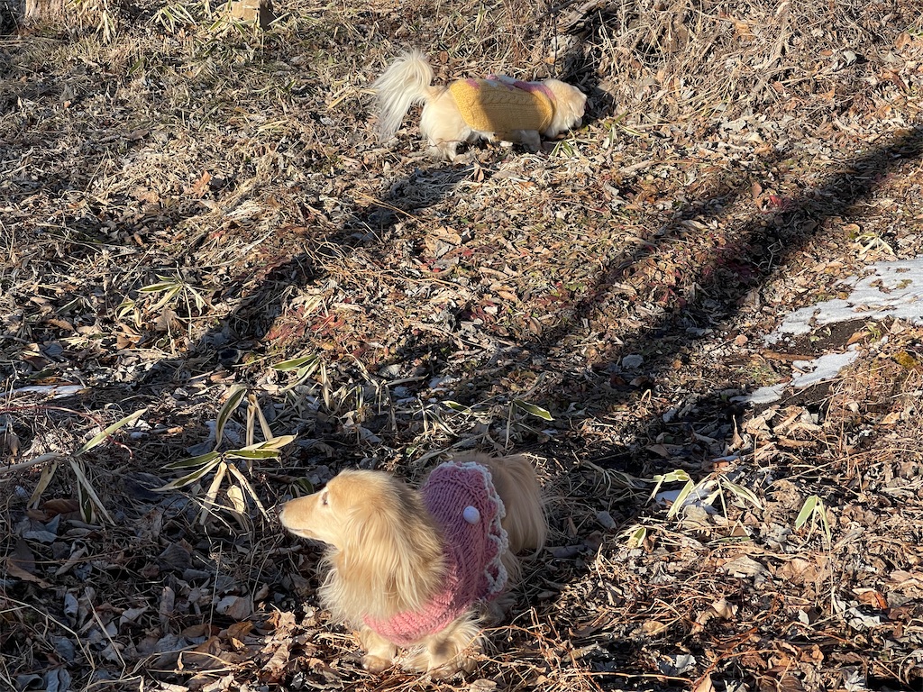 f:id:captaindog082:20210121164336j:image