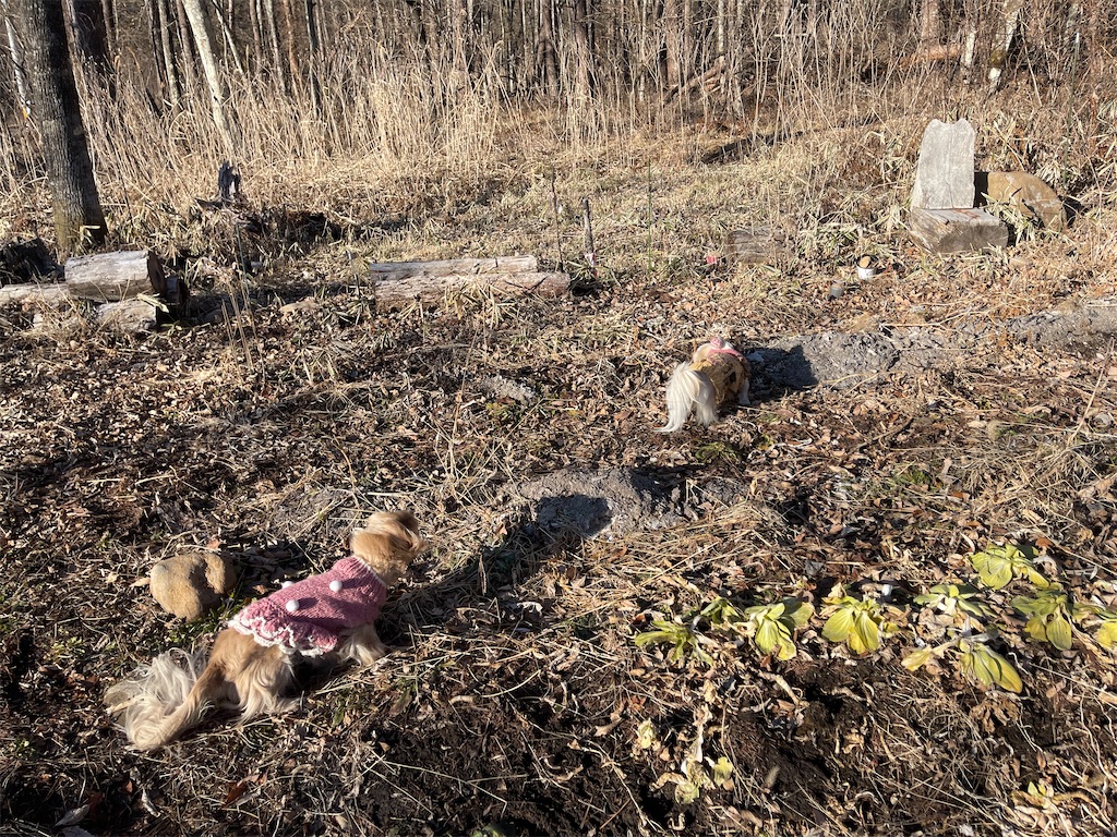 f:id:captaindog082:20210121164344j:image