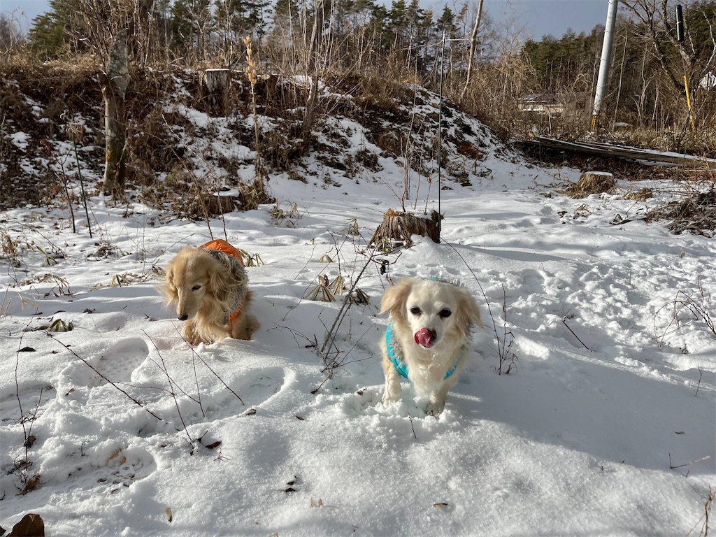 f:id:captaindog082:20210129155723j:image