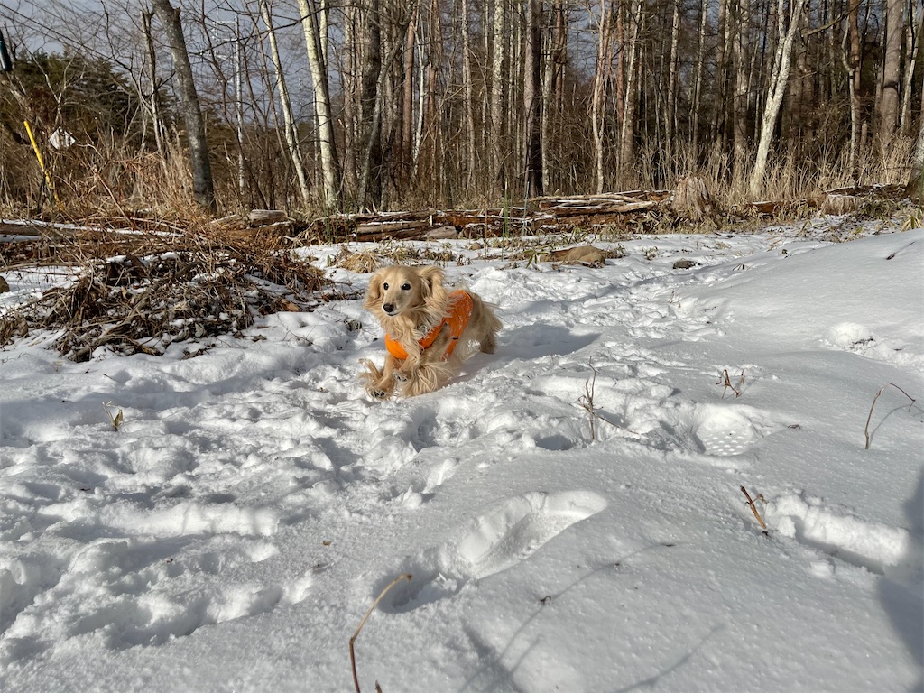 f:id:captaindog082:20210129155726j:image