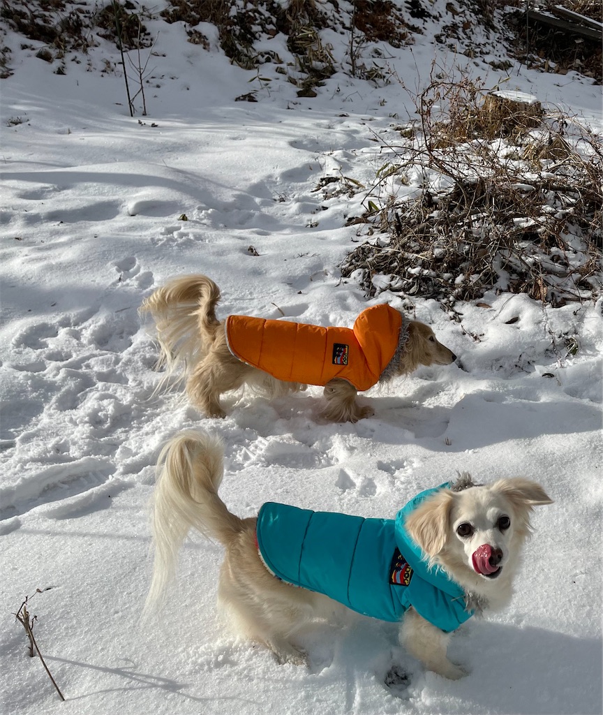 f:id:captaindog082:20210129155734j:image