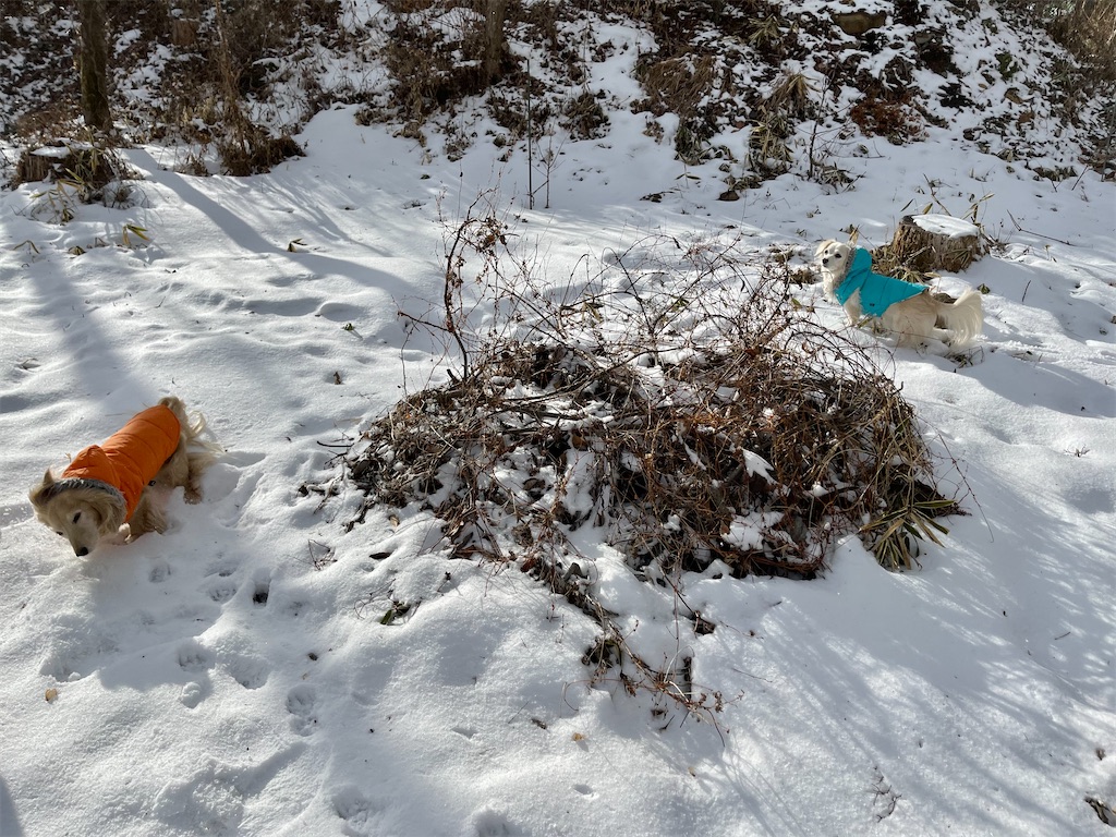 f:id:captaindog082:20210129155806j:image