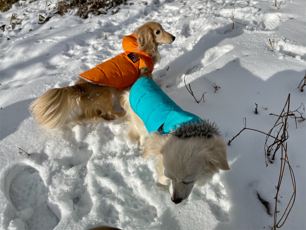 f:id:captaindog082:20210129155809j:image