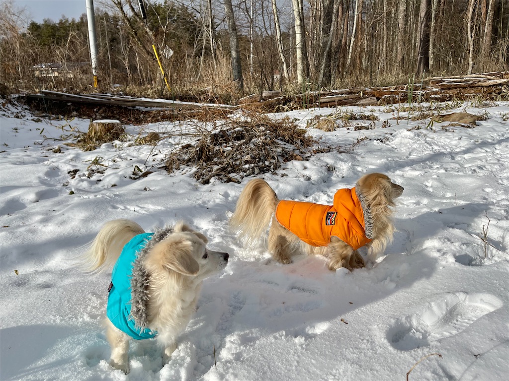 f:id:captaindog082:20210129155812j:image