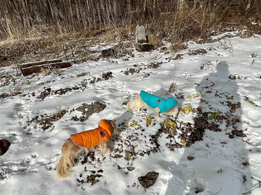 f:id:captaindog082:20210129155816j:image