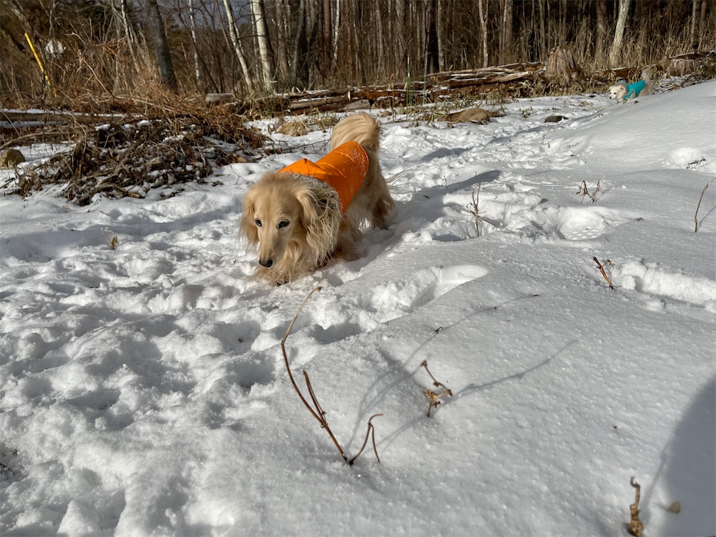 f:id:captaindog082:20210129155819j:image