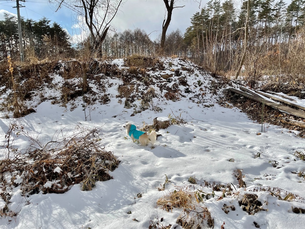 f:id:captaindog082:20210129155822j:image