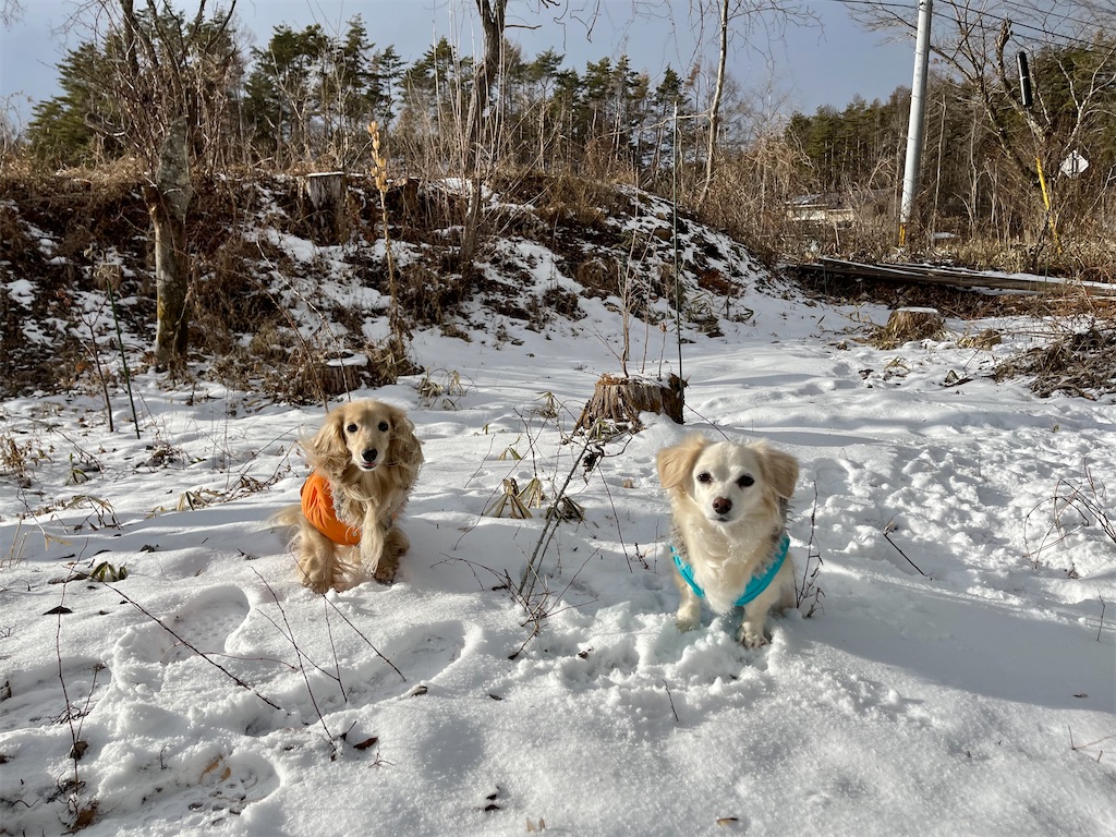 f:id:captaindog082:20210129155826j:image