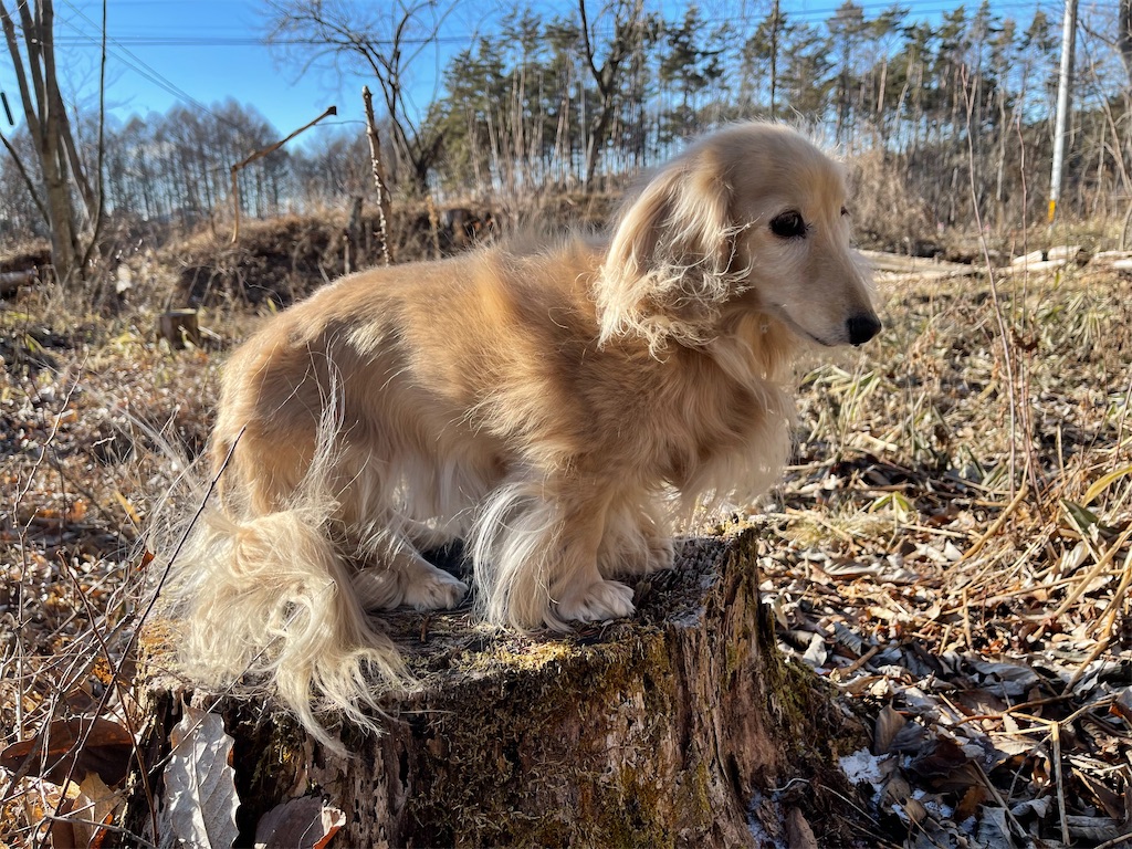 f:id:captaindog082:20210203192643j:image