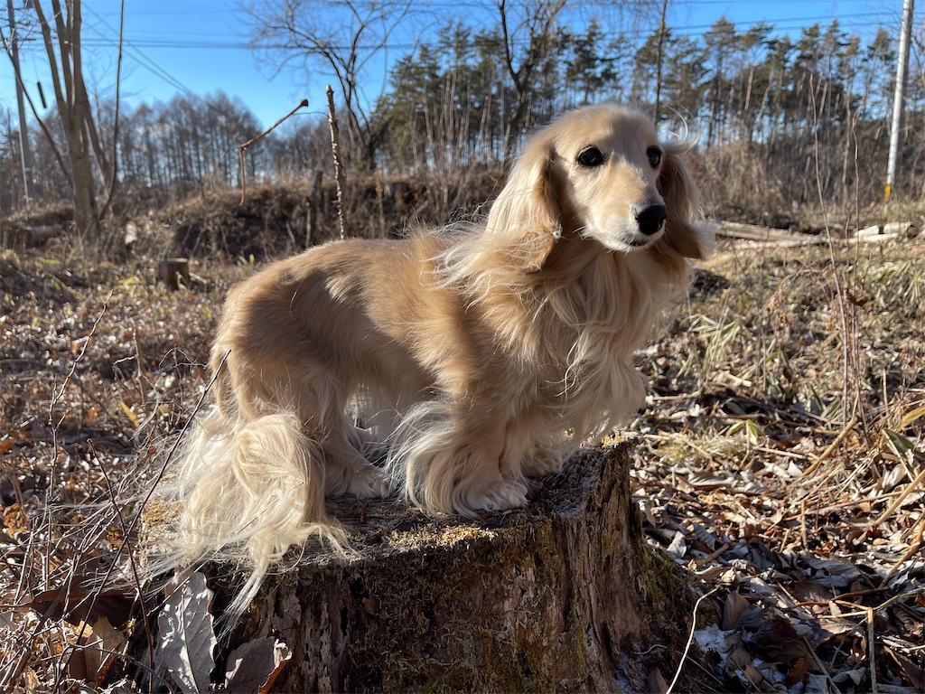 f:id:captaindog082:20210203192647j:image