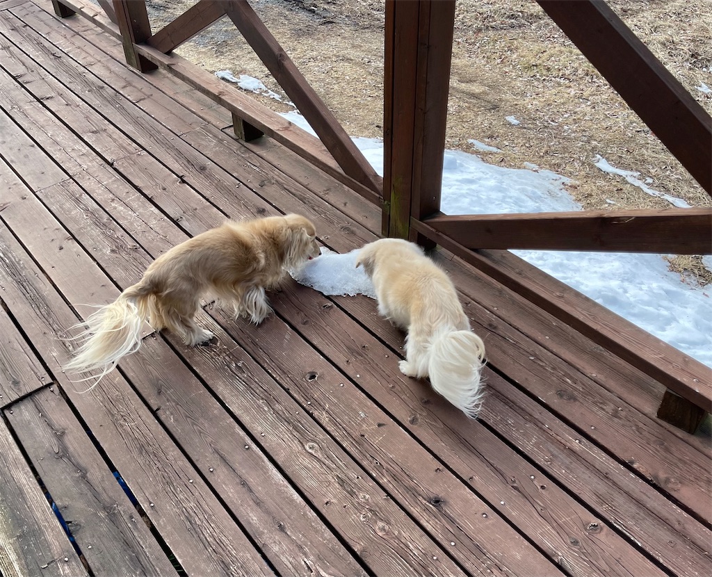 f:id:captaindog082:20210204192313j:image