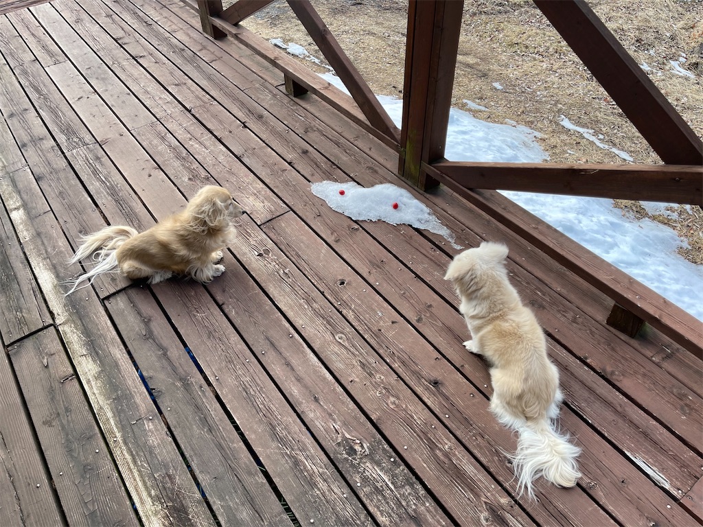 f:id:captaindog082:20210204192321j:image