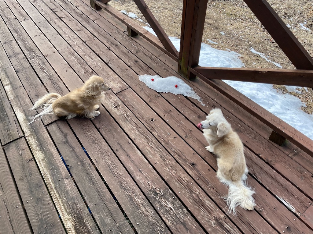 f:id:captaindog082:20210204192324j:image