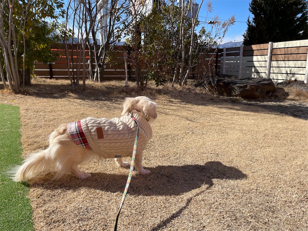 f:id:captaindog082:20210204220412j:image