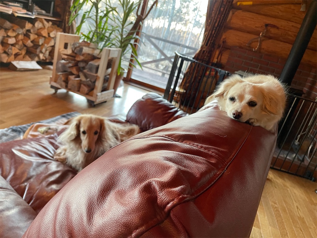 f:id:captaindog082:20210206215342j:image