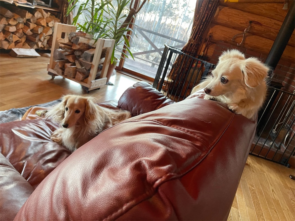 f:id:captaindog082:20210206215351j:image